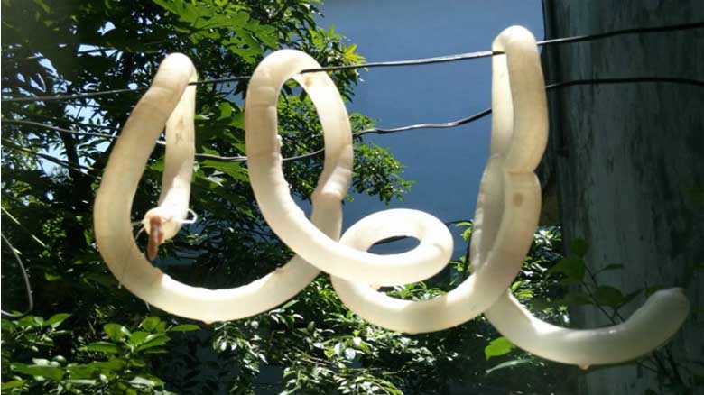 Phơi lòng non 2-3 tiếng để vỏ xúc xích giòn dai Phơi lòng non 2-3 tiếng để vỏ xúc xích giòn dai