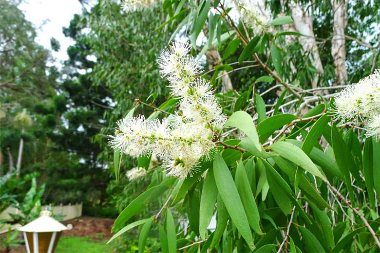 Lá tràm gió - tách tinh dầu tràm