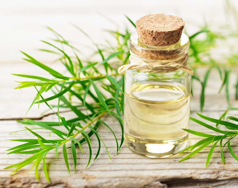 Tách tinh dầu tràm bằng phương pháp chưng cất hơi nước