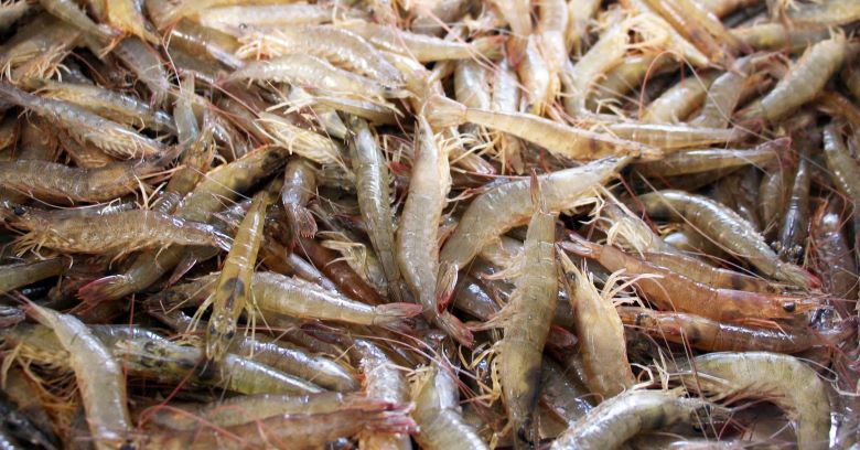 Mẹo chọn tôm làm tôm khô Mẹo chọn tôm làm tôm khô