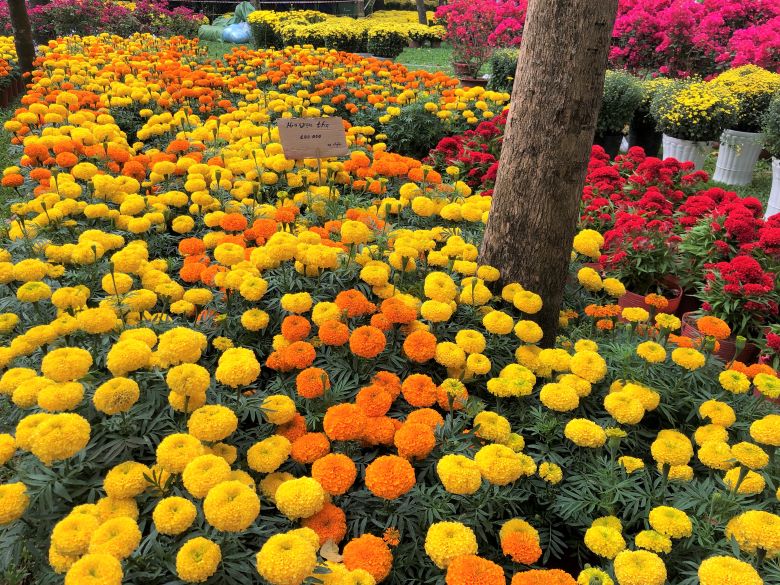 Kinh doanh hoa tươi, cây cảnh Kinh doanh hoa tươi, cây cảnh