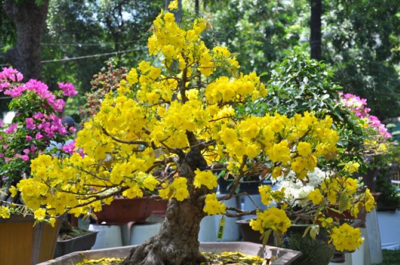 8. Kinh doanh các loại hoa quả, cây cảnh 8. Kinh doanh các loại hoa quả, cây cảnh