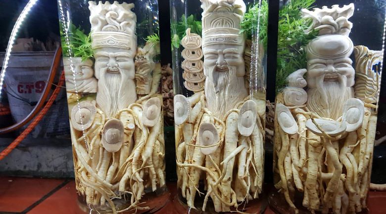 2 cách ngâm rượu đinh lăng cực đơn giản tại nhà 2 cách ngâm rượu đinh lăng cực đơn giản tại nhà