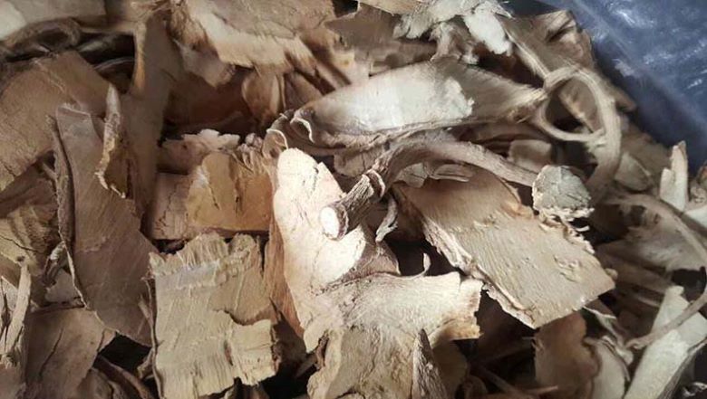 Ngâm rượu củ đinh lăng khô Ngâm rượu củ đinh lăng khô